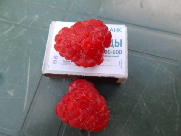 Tarusa framboises de taille considérable