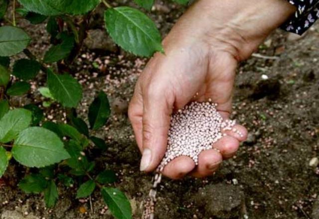 Top dressing framboise automne