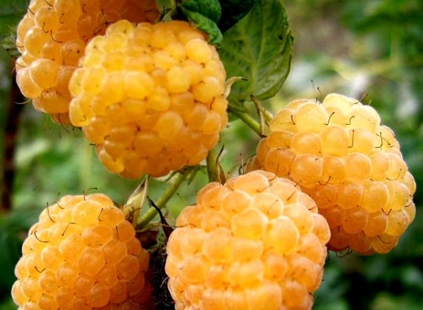 Variétés de framboises Géant jaune: description