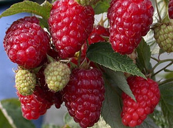 Framboise brillante