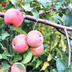 Φιλία των λαών