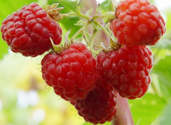 Variété de framboise Hussar: description et propriétés