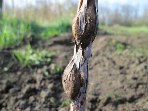 Tige Framboise Gallitsa