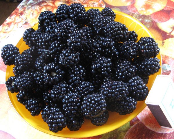 Récolte de framboises noires