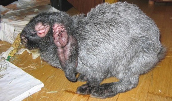 Myxomatose - une maladie dangereuse pour les lapins