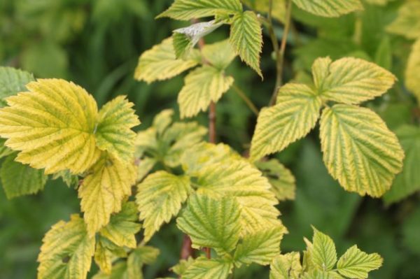 Chlorose de framboise