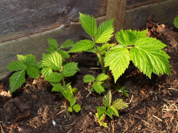 Avec une taille forte framboise forme beaucoup de pousses de racines
