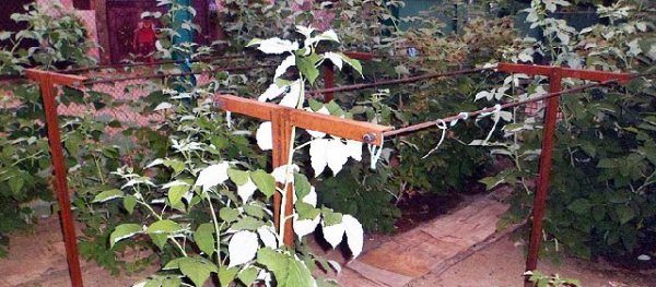 Treillis en forme de T pour la framboise