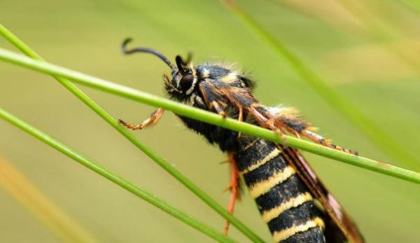 Bol en verre à la framboise