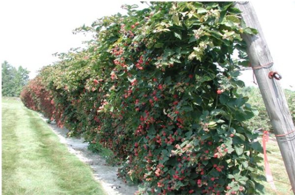 Framboises avec des fruits liés aux supports