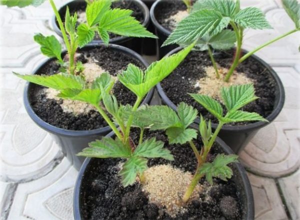 Reproduction de framboises: méthodes et méthodes, caractéristiques de la plantation de jeunes plants