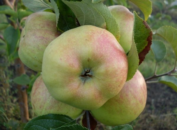 Variété de pomme Bogatyr: historique de la reproduction, description et caractéristiques de la variété