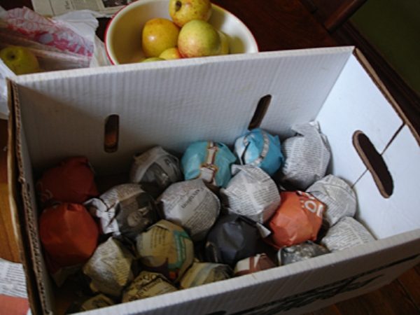 In inverno, le mele sono meglio conservate in scatole, capovolte.