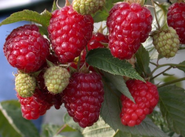 Plantation de framboises Krasa Russie réalisée au printemps et à l'automne
