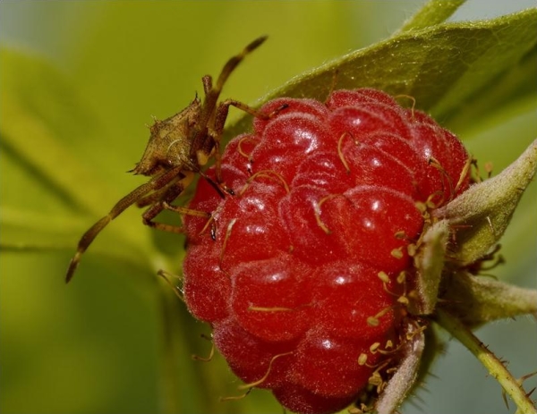La variété de framboise la plus répandue, Tarusa, affecte le puceron