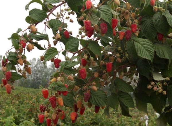 Framboise standard: caractéristiques et description des variétés, plantation et entretien