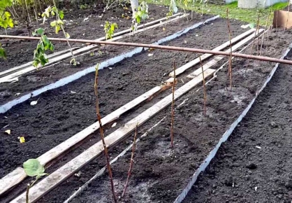 Les rangées de framboises sont mieux plantées du nord au sud