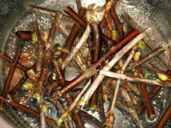  Une décoction de jeunes branches de framboise