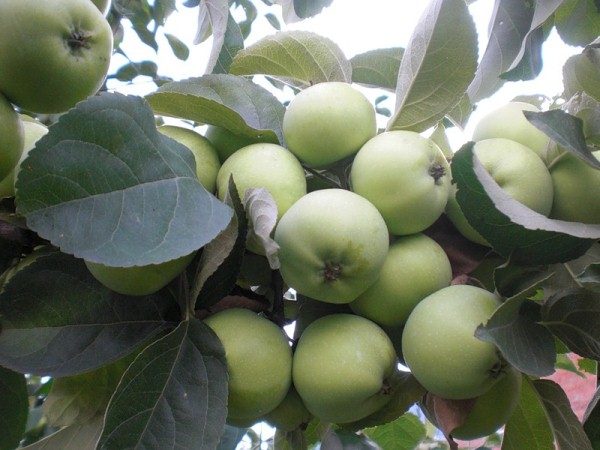 Υψηλή απόδοση Antonovka