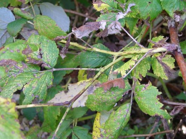 Anthracnose Framboise