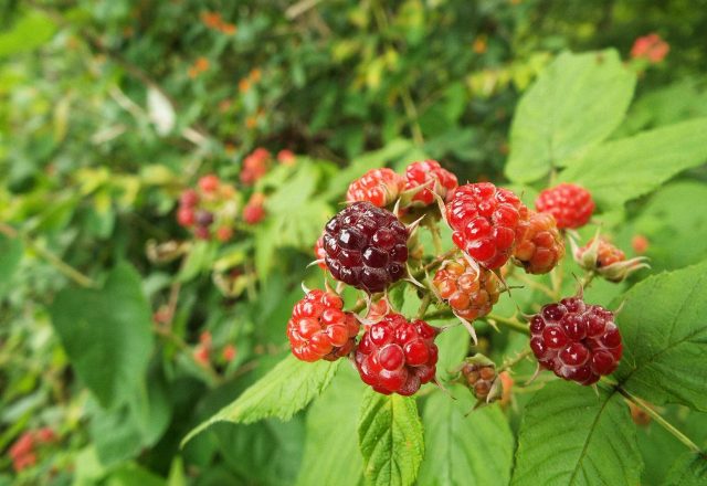 Les meilleures variétés de framboises pour l'Oural et la Sibérie