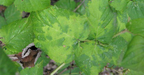 Mosaïque de framboise