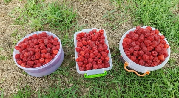 Vous pouvez faire pousser des framboises en vente en serre et à l'air libre