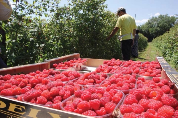 L’activité de culture de framboises doit être enregistrée