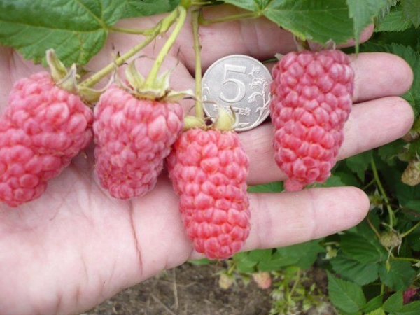 Variétés de framboises standard: Tarusa, Fairy Tale, Galaxy, Penguin, Eurasia, Fortress, etc.