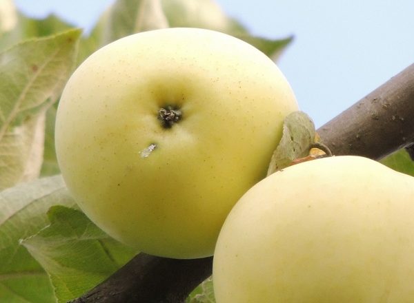 Pommes blanches fourrées