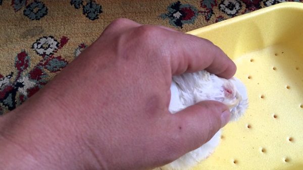 Conjonctivite chez le lapin