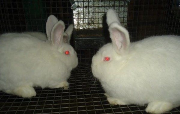 Replanter pour un couple témoin