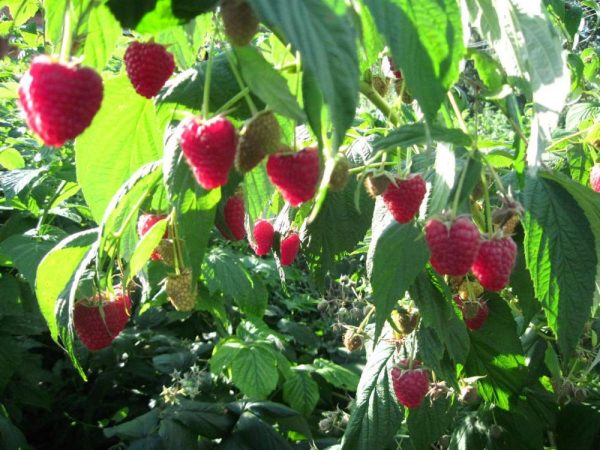 Framboise mûrie sur le buisson