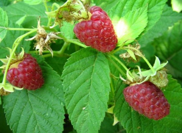 Été indien à la framboise