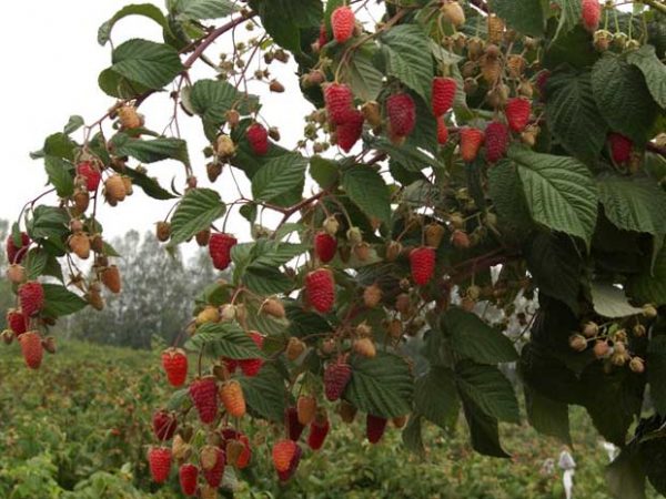Framboise Amateur Sverdlovsk sur le bush