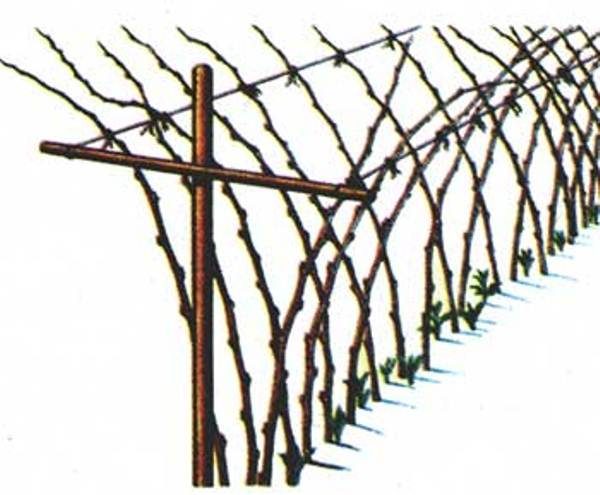 Le schéma du treillis en forme de V