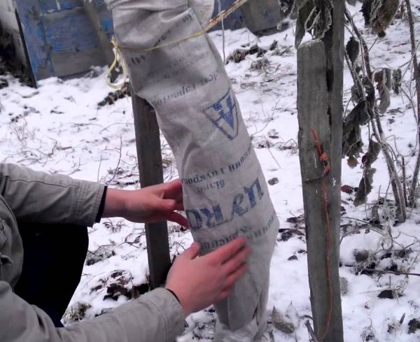 Les variétés de pommiers Zhigulevskoe devraient être abritées pour l'hiver, car elles ne résistent pas au froid