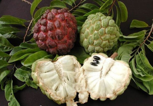 Sur la base de la pomme de sucre dans les restaurants préparent la crème glacée