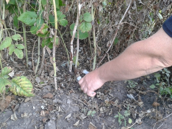 Framboises d'automne émondées
