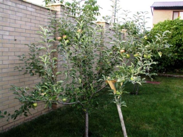 Pour le greffage et les variétés de sélection ultérieures, les gagnants de Slava utilisent mieux les pommiers sauvages