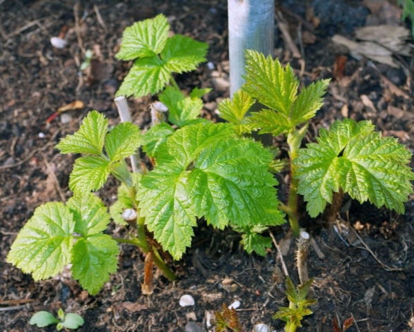 Lors de la propagation de framboises avec des boutures vertes, le sol pendant la période d'enracinement ne devrait pas se dessécher.