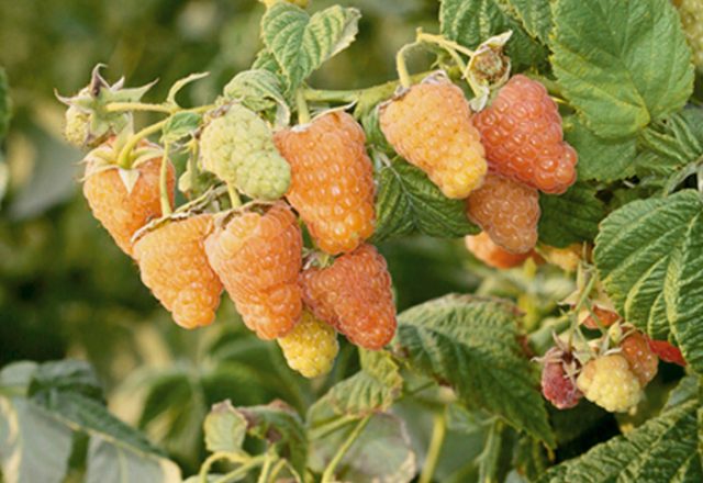 Miracle Orange Framboise