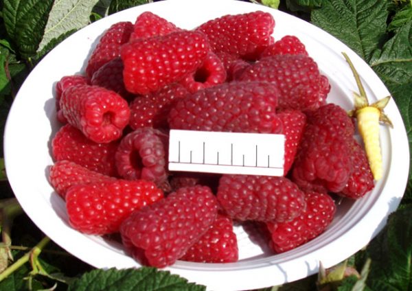 La taille de la framboise mûrie