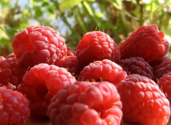 Culture des framboises en tant qu'entreprise: principales étapes, avantages et inconvénients