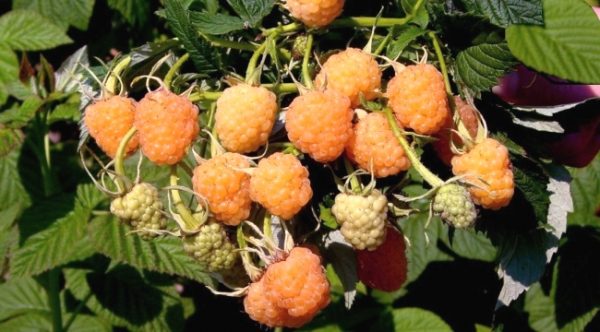 Bouquet d'Abricot Framboise