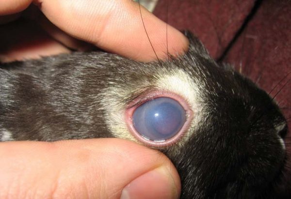 Cataracte chez un lapin