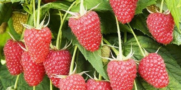 Été indien framboise