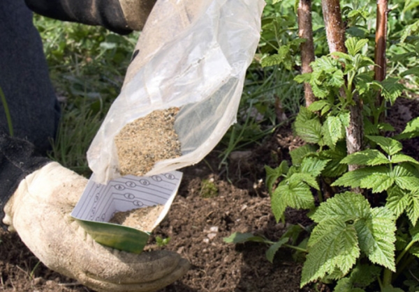 La framboise a besoin d'être nourrie, paillée et arrosée