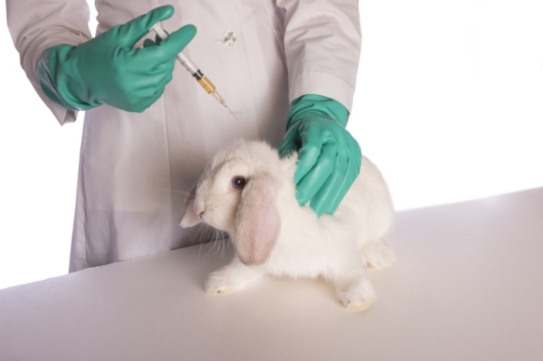 Suivez les règles pour la vaccination des lapins.