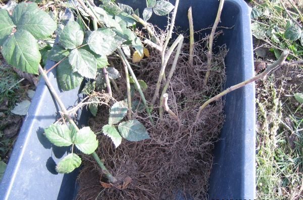 Système racinaire polka framboise